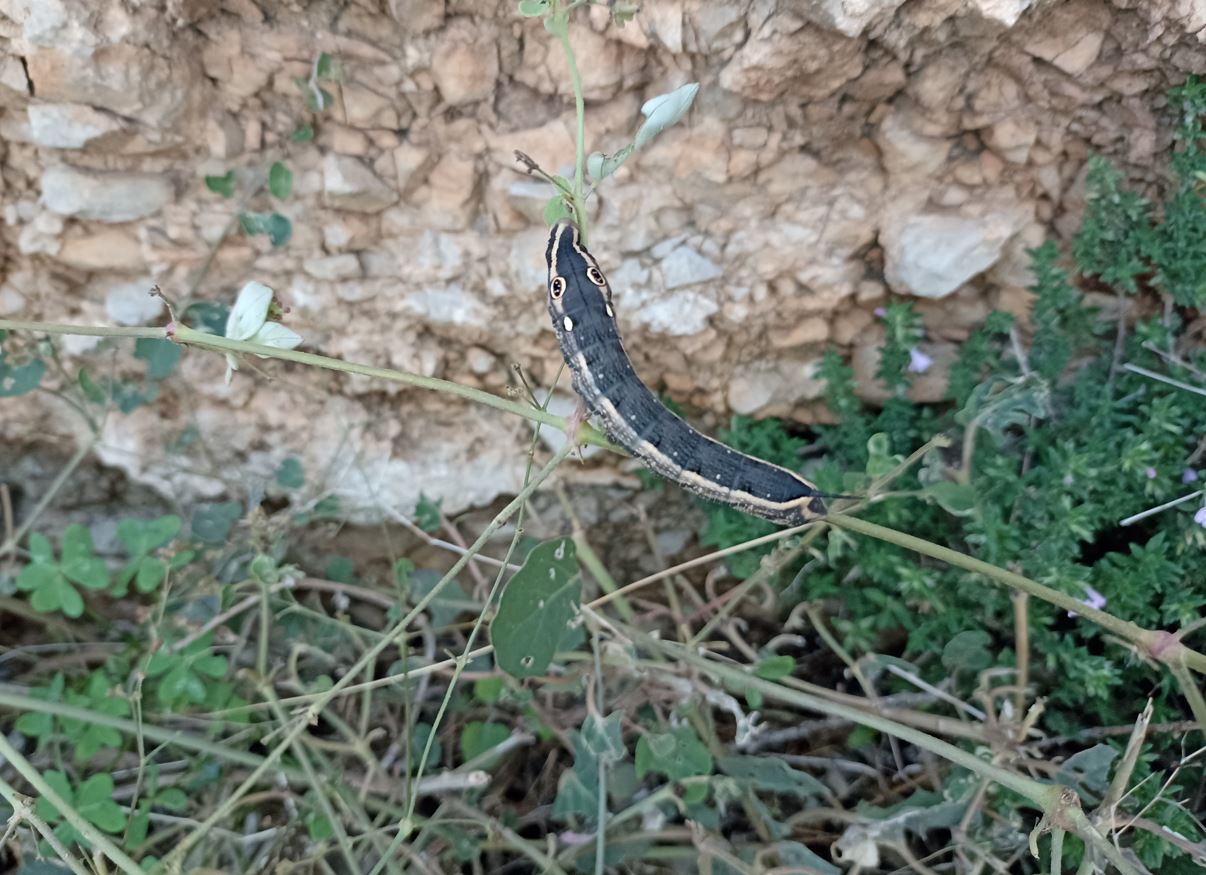 Bruco da identificare